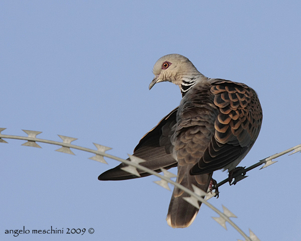 Tortora selvatica in preening